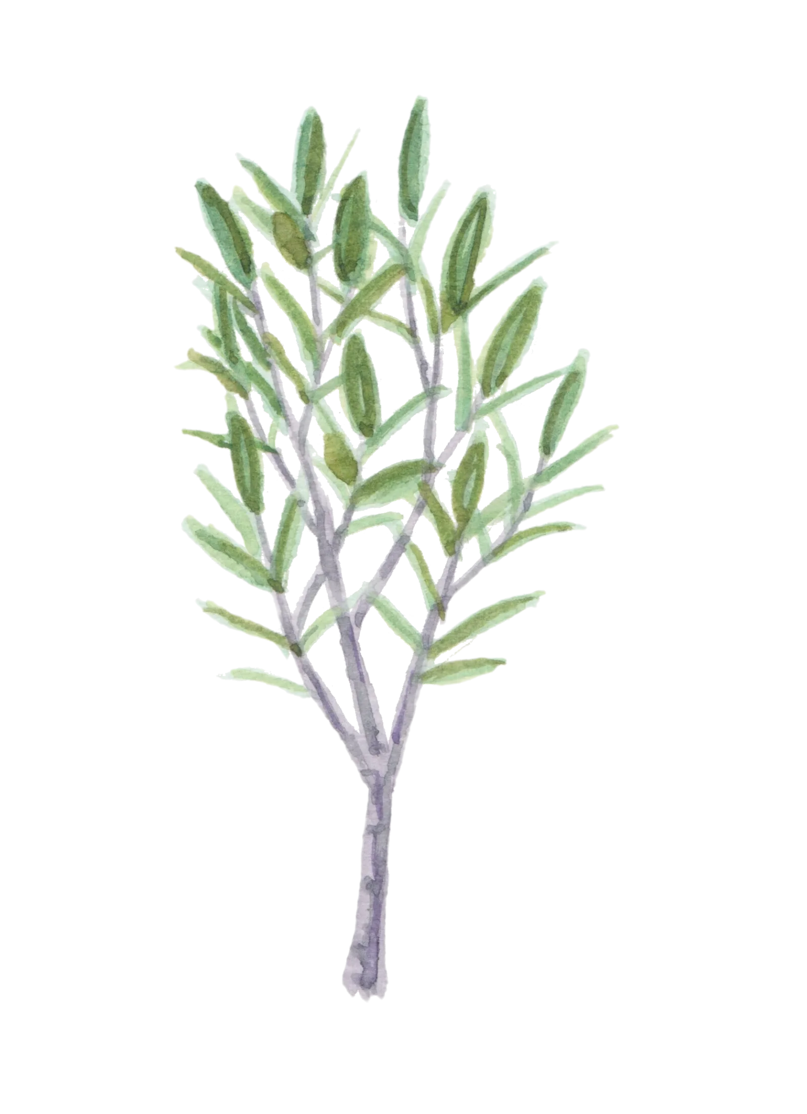 Watercolour illustration of The Alameda Olive (Olea europaea)