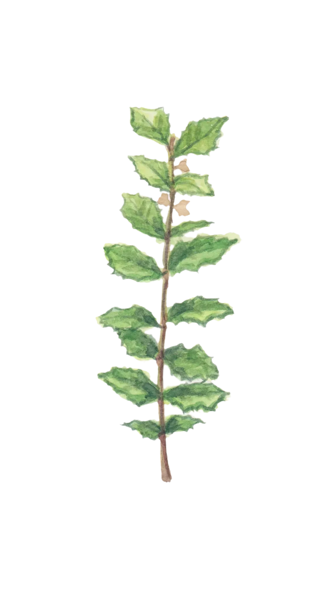Watercolour illustration of Signal Station Oak (Quercus ilex)
