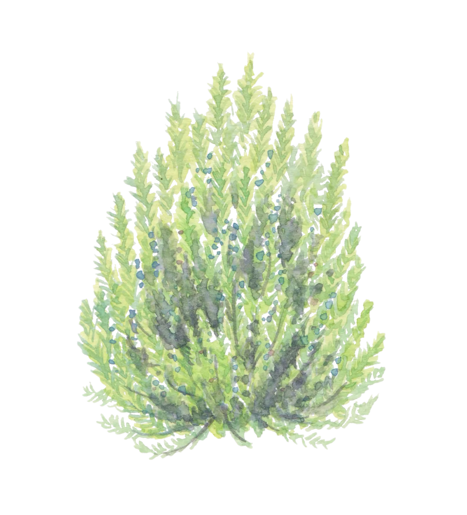 Watercolour illustration of Governor's Bay Laurel (Laurus nobilis)