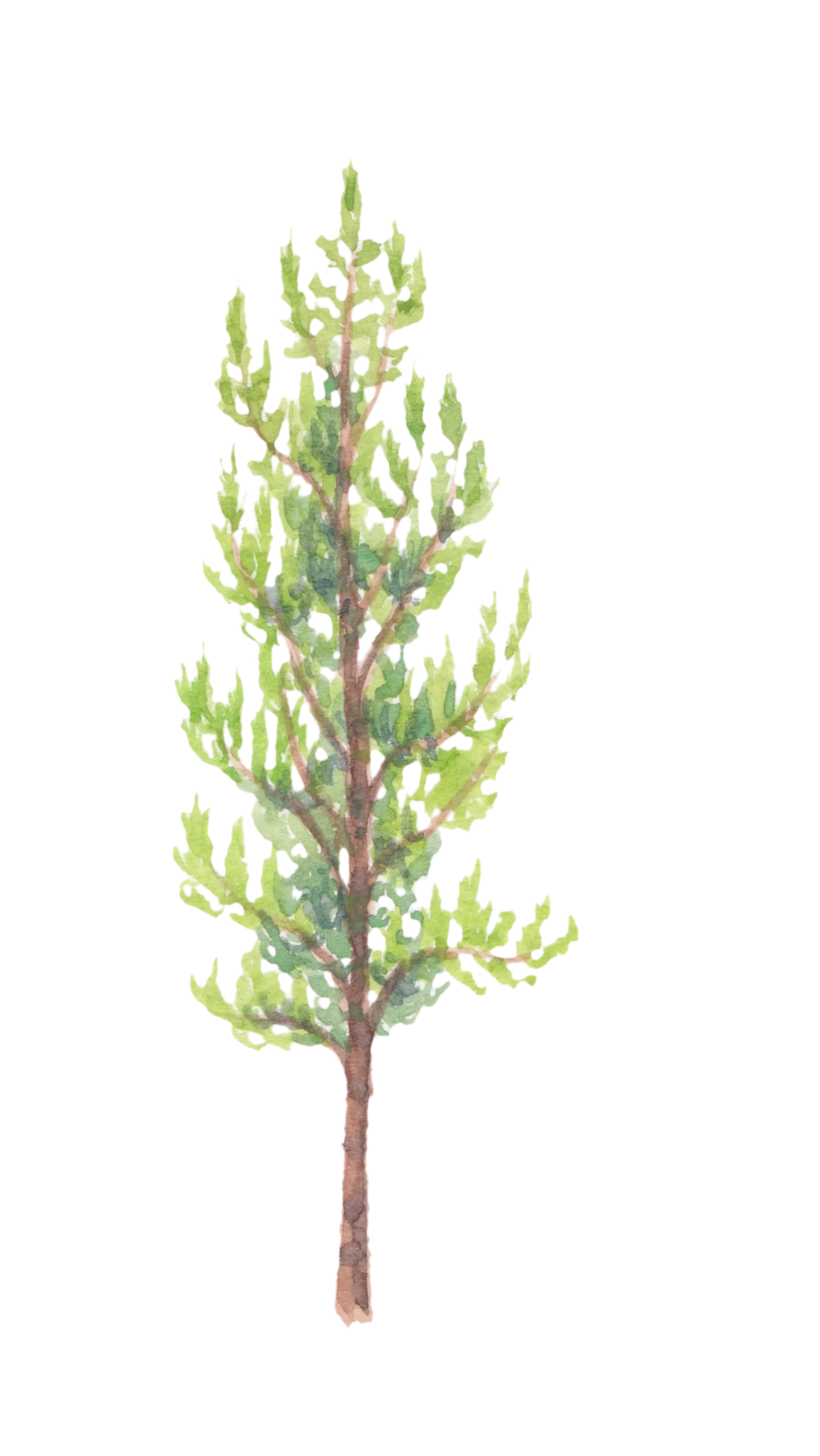 Watercolour illustration of Cable Car Pine (Pinus halepensis)