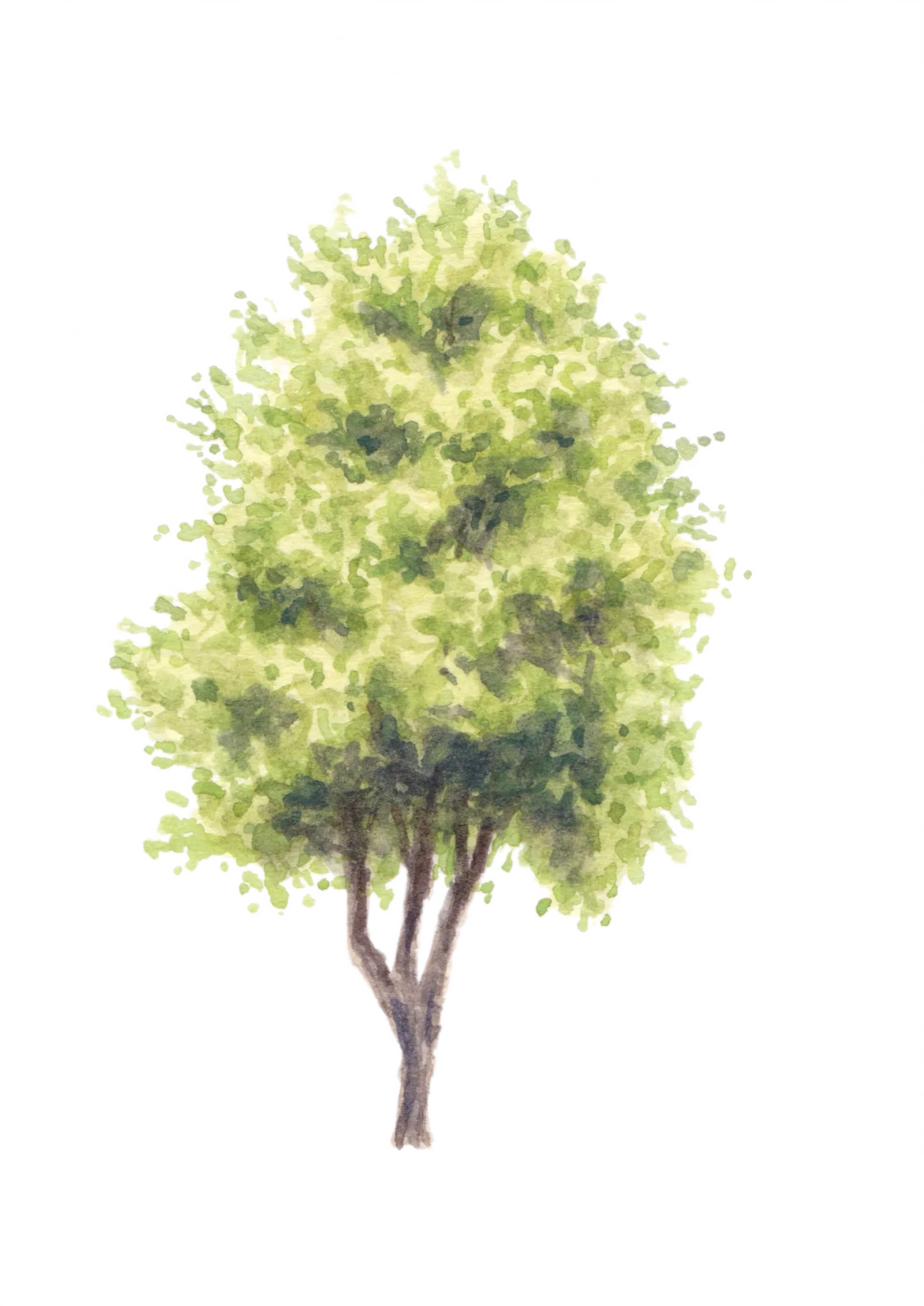 Watercolour illustration of Alameda Holm Oak (Quercus ilex)
