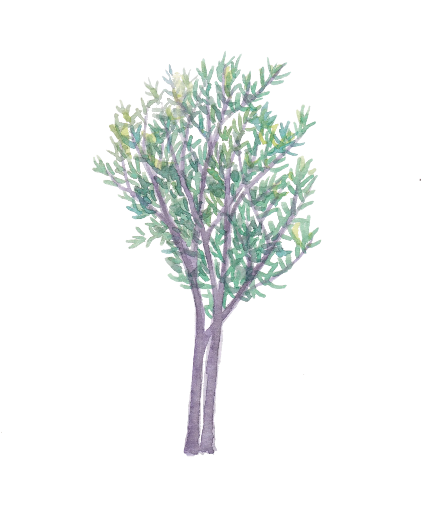 Watercolour illustration of Commonwealth Olive (Olea europaea)