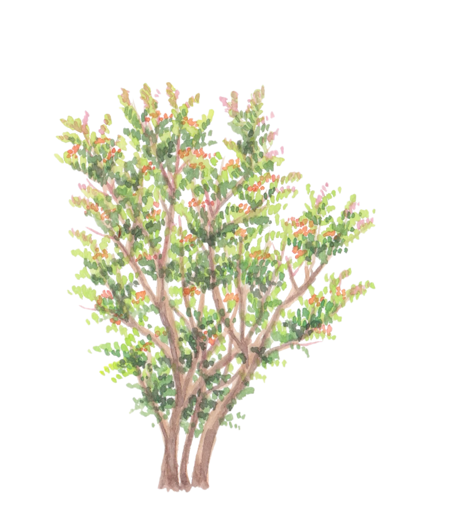 Watercolour illustration of Casemates Lentisc (Pistacia lentiscus)
