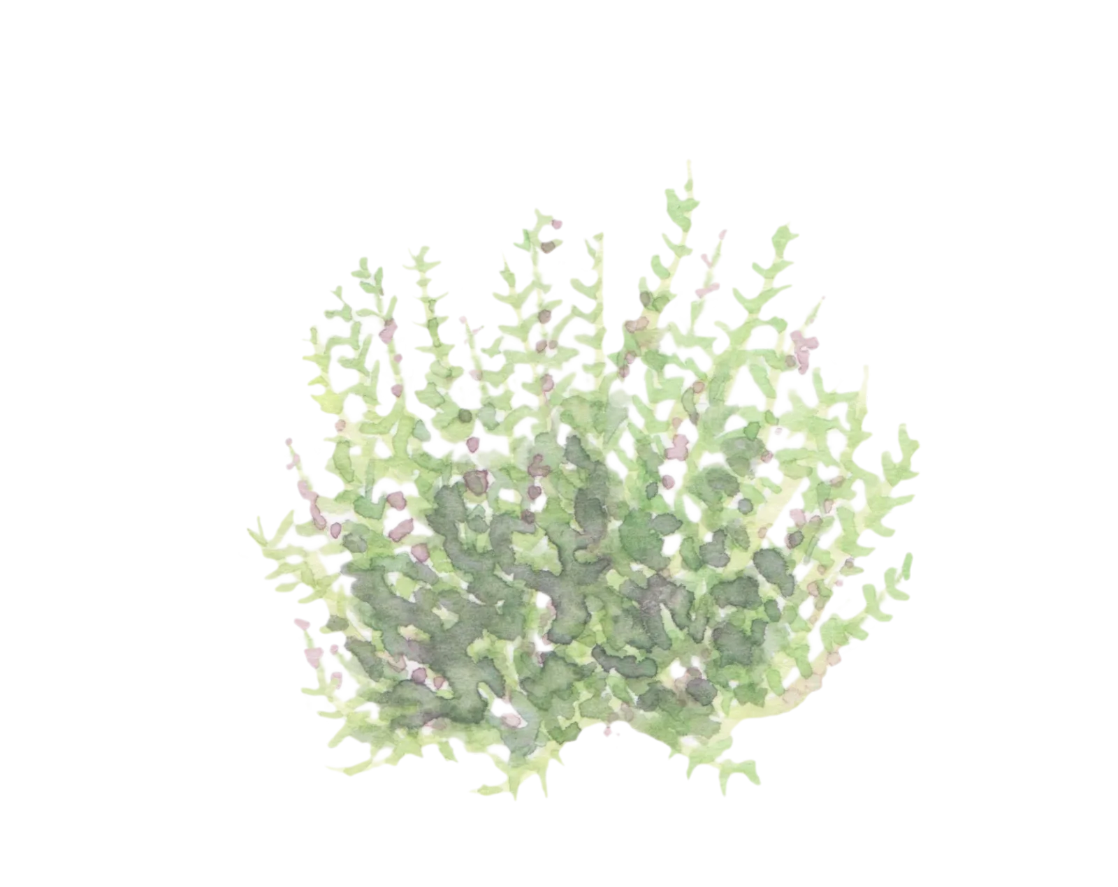 Watercolour illustration of Sandy Bay Osyris (Osyris quadripartita)