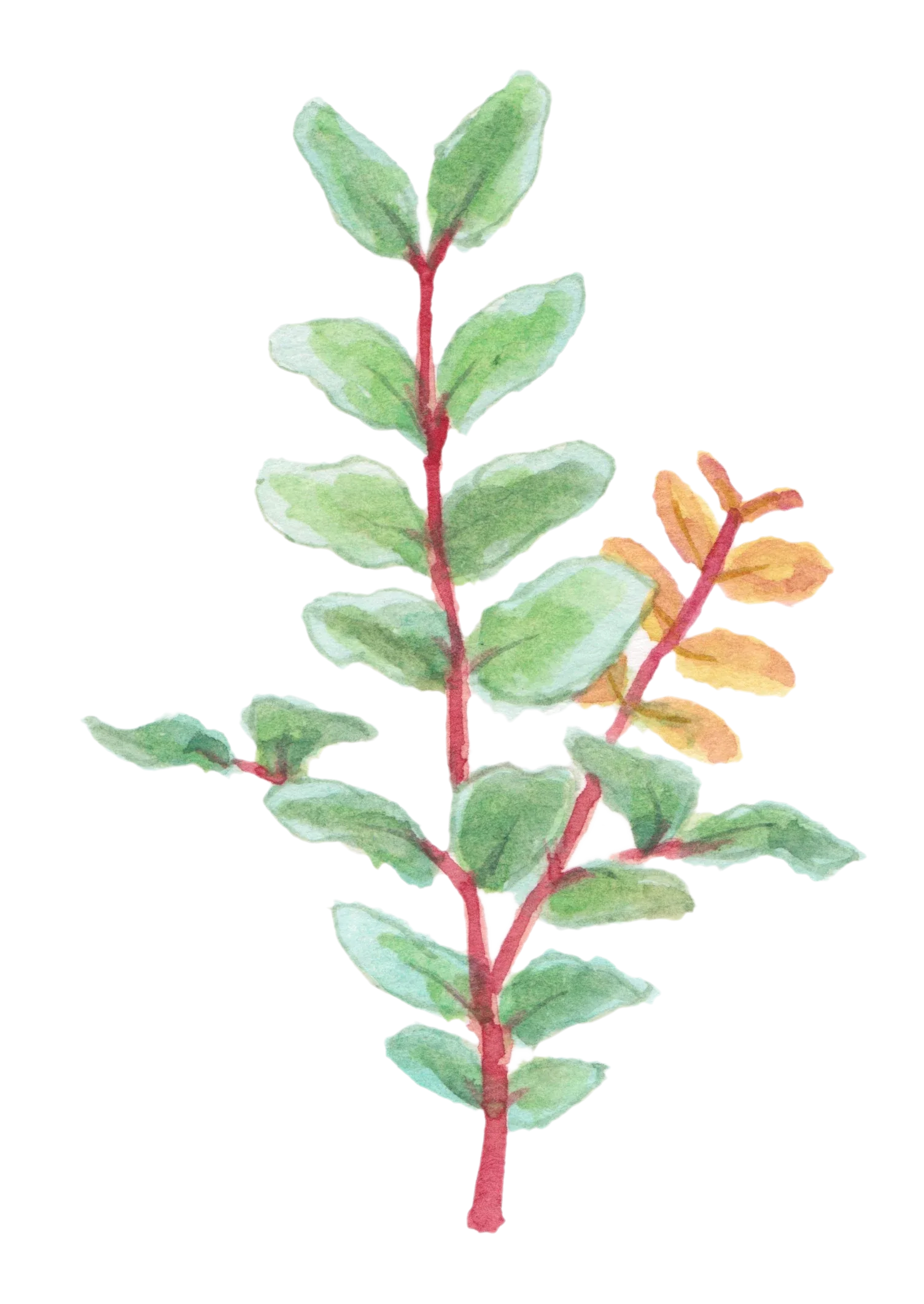 Watercolour illustration of Trafalgar Carob (Ceratonia siliqua)
